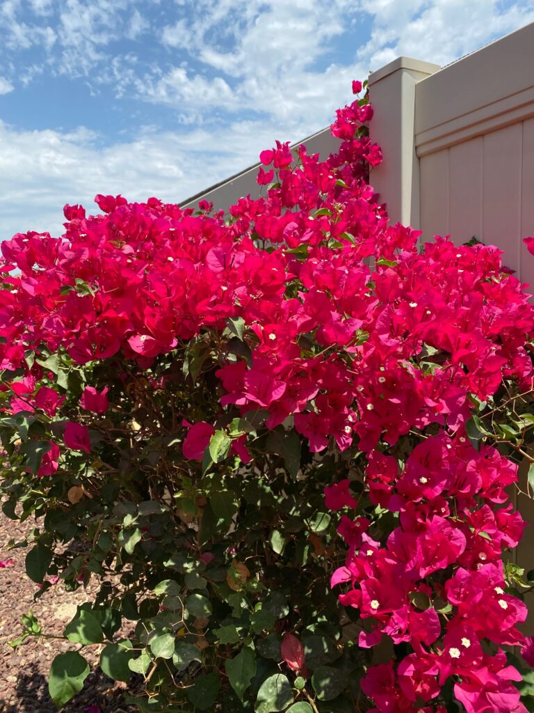 Bouganvillea