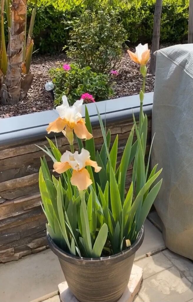 Bearded Iris Flower