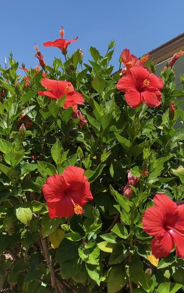 Hibiscus Tree