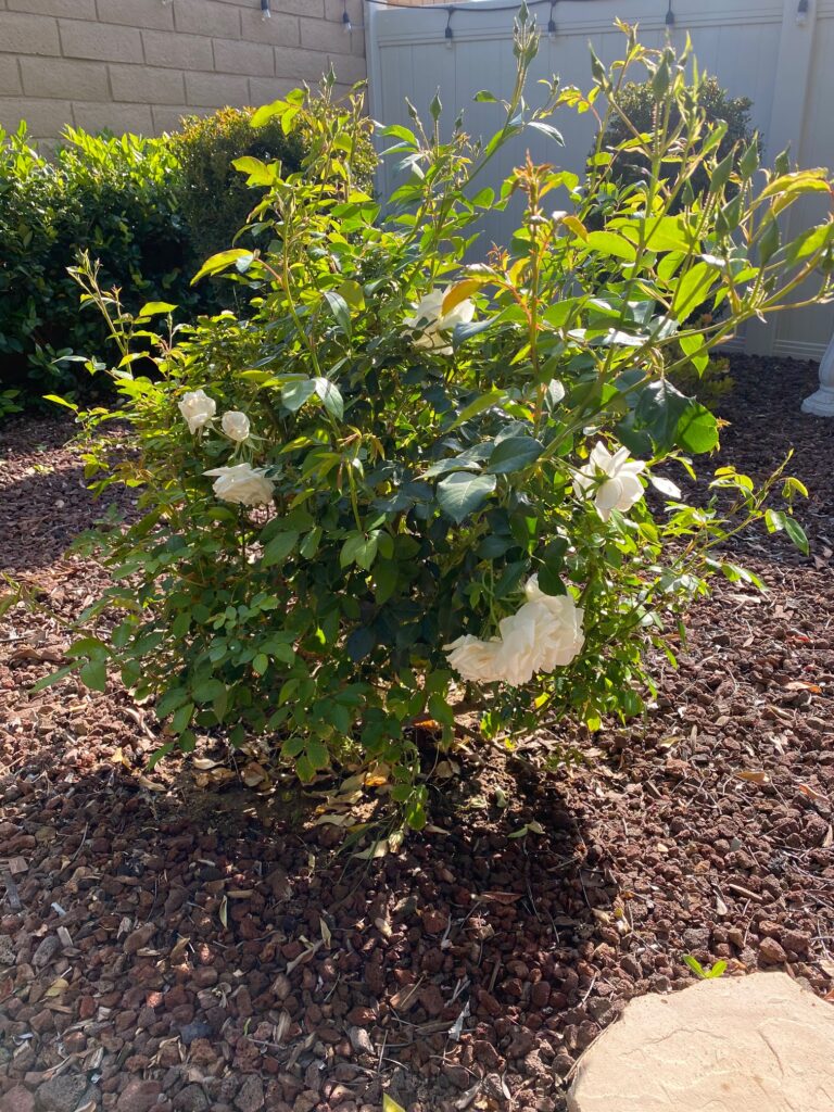 White_Iceberg_Roses