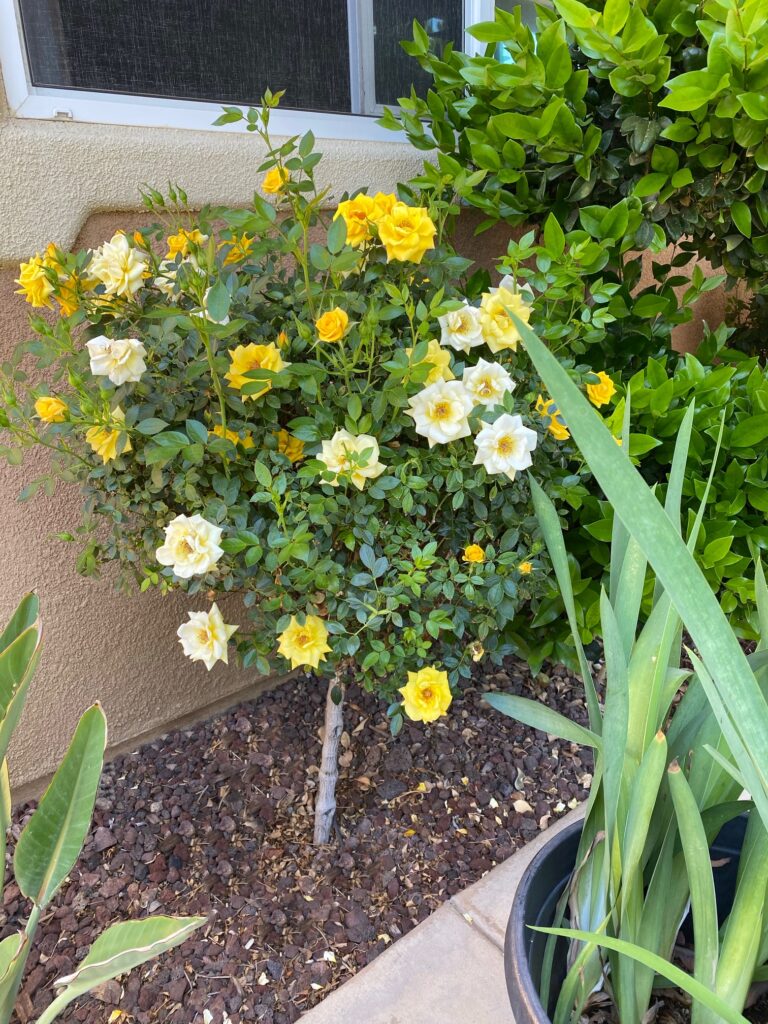 Mini_Yellow_Rose_Tree