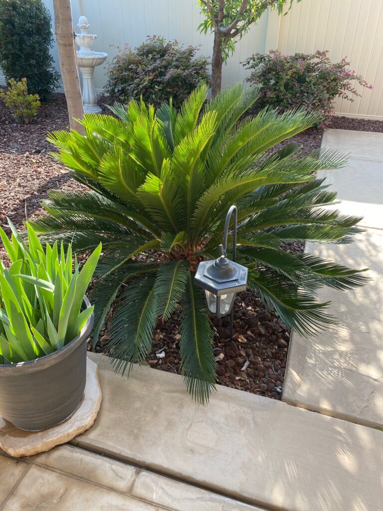 Sago_Palm