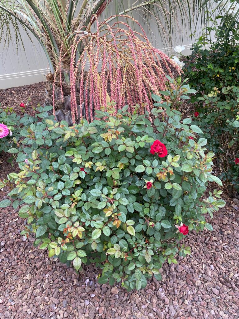 Mini_Red_Rose_Bush