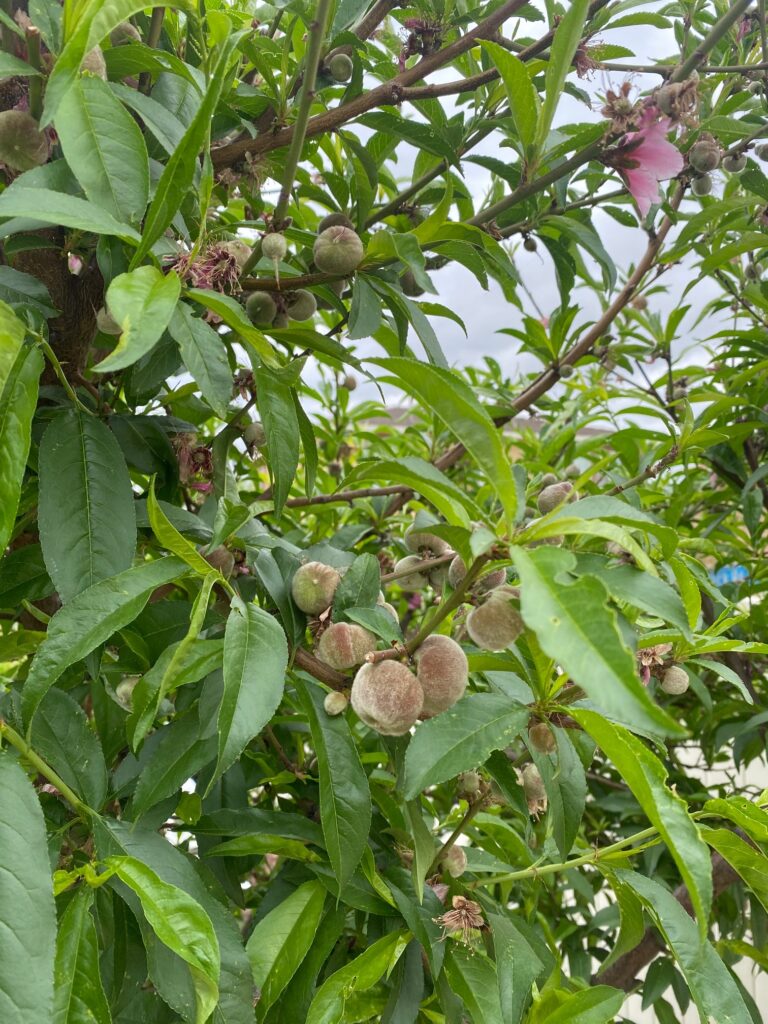 Growing_Peaches