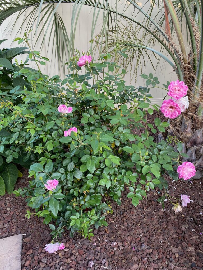 Pink_Iceberg_Roses